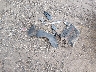 5XYKTDA26CG****** Wrecked 2012 Kia Sorento in Ohio State
