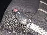1C3CDFBB0ED****** Salvage 2014 Dodge Dart in Virginia State