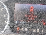1FTFW1EF4DF****** Salvage 2013 Ford F-150