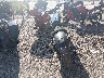 JYAVN05E6FA****** Wrecked 2015 Yamaha Bolt