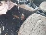 5NPD84LF3LH****** Salvage 2020 Hyundai Elantra in Florida State