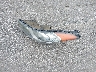 5NPDH4AEXDH****** Wrecked 2013 Hyundai Elantra in Nebraska State