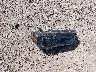 JTEBU5JR4G5****** Destrozados 2016 Toyota 4Runner en Estado de Arkansas