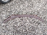 4S4BP61C497****** Wrecked 2009 Subaru Outback in Rhode Island State