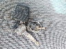 1FTZX1764WN****** Used 1998 Ford F-150 in Saint Louis