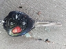 2T1BU4EEXBC****** Salvage 2011 Toyota Corolla in Ohio State