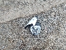 ZDMGAHRW8KB****** Wrecked 2019 Ducati Diavel/XDiavel in New Jersey State