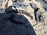 2T2HZMAA1NC****** Wrecked 2022 Lexus RX in Texas State