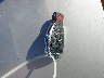 WDDGF4HB3EA****** Salvage 2014 Mercedes-Benz C-Class in New York State