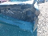 5FNYF4H56EB****** Usados y Reparables 2014 Honda Pilot en Davenport