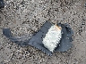 5FNYF4H24BB****** Wrecked 2011 Honda Pilot in Ohio State