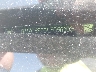 1G1ZC5ST0LF****** Usados 2020 Chevrolet Malibu en Raleigh