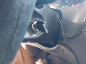 1FAFP34N76W****** Salvage 2006 Ford Focus in North Carolina State