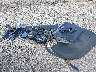 3GNKBGRS4KS****** Wrecked 2019 Chevrolet Blazer in Pennsylvania State
