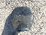 56KMSB001J3****** Salvage 2018 Indian Scout in Texas State