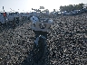 1HD1YXZ11PB****** Usados y Reparables 2023 Harley-Davidson FXLRST en Estado de Arkansas
