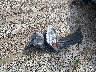 JTHKD5BH2E2****** Wrecked 2014 Lexus CT 200h in Ohio State