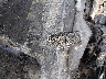 1G6EL12Y0XU****** Used 1999 Cadillac Eldorado in Knoxville