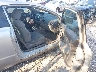 2HGFG12668H****** Used and Repairable 2008 Honda Civic in Florida State
