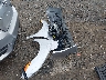 2HGFC2F87KH****** Wrecked 2019 Honda Civic in Virginia State