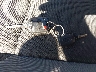 1FAHP3F29CL****** Salvage 2012 Ford Focus in Oregon State