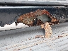 1FTNW21F02E****** Salvage and Repairable 2002 Ford F-250 in Connecticut State