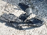 4T1BF1FK7HU****** Wrecked 2017 Toyota Camry in Ohio State