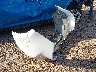 5YFEPRAE3LP****** Wrecked 2020 Toyota Corolla in North Carolina State