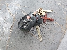 5TDZA22C44S****** Salvage 2004 Toyota Sienna in Virginia State