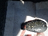 3C6RR7LT8GG****** Salvage 2016 RAM 1500 in Georgia State