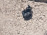 2T3H1RFV8LW****** Destrozados 2020 Toyota RAV4 en Estado de Texas