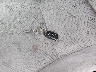 JT3HN86R310****** Salvamento 2001 Toyota 4Runner en Estado de Ohio