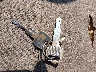 1FTCR10A9PU****** Salvage 1993 Ford Ranger in Oregon State