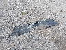 2HKRM4H51GH****** Destrozados 2016 Honda CR-V en Estado de Ohio