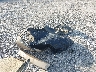 3FAHP08128R****** Wrecked 2008 Ford Fusion in Florida State
