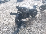 JKBZXJJ16SA****** Used and Repairable 2025 Kawasaki ZX636 in Richmond