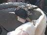 2A4GP44R26R****** Salvage 2006 Chrysler Town & Country in Tennessee State