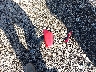 KMHCT5AE7CU****** Wrecked 2012 Hyundai Accent in Ohio State