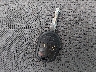 1FTMF1CM0EK****** Salvamento 2014 Ford F-150 en Estado de Kansas