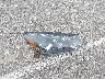 1FMCU9BZ7LU****** Destrozados 2020 Ford Escape Hybrid en Estado de Nebraska