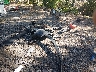 5NMJF3AE5PH****** Wrecked 2023 Hyundai Tucson in Virginia State