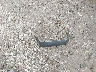 1D7HU18ZX3J****** Destrozados 2003 Dodge Ram 1500 en Estado de Massachusetts