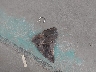 1G1JD6SBXK4****** Destrozados 2019 Chevrolet Sonic en Estado de Florida