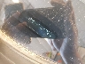 4S4BTADC5M3****** Used 2021 Subaru Outback in Flint