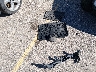3FA6P0T96GR****** Salvage 2016 Ford Fusion in Colorado State