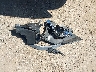 5N1DR2BN2LC****** Destrozados 2020 Nissan Pathfinder en Estado de Texas