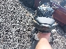JKBZXJJ15TA****** Salvage and Repairable 2026 Kawasaki Ninja ZX-6R in Rec Rides Online Exclusive