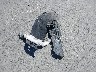 1HGCR3F85EA****** Wrecked 2014 Honda Accord in California State
