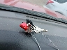 1N6ED26Y9XC****** Salvage 1999 Nissan Frontier in Iowa State