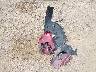 ZARFAEEN9J7****** Wrecked 2018 Alfa Romeo Giulia in Tennessee State
